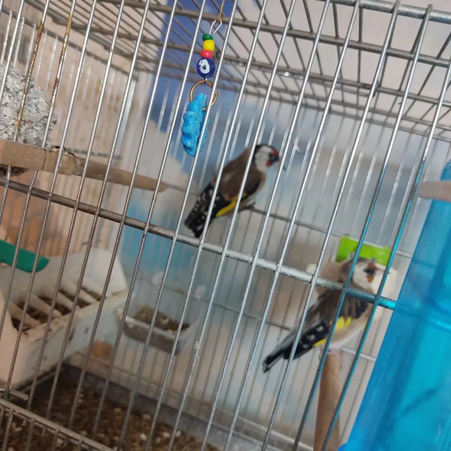 سهره|پرنده|قزوین, |دیوار