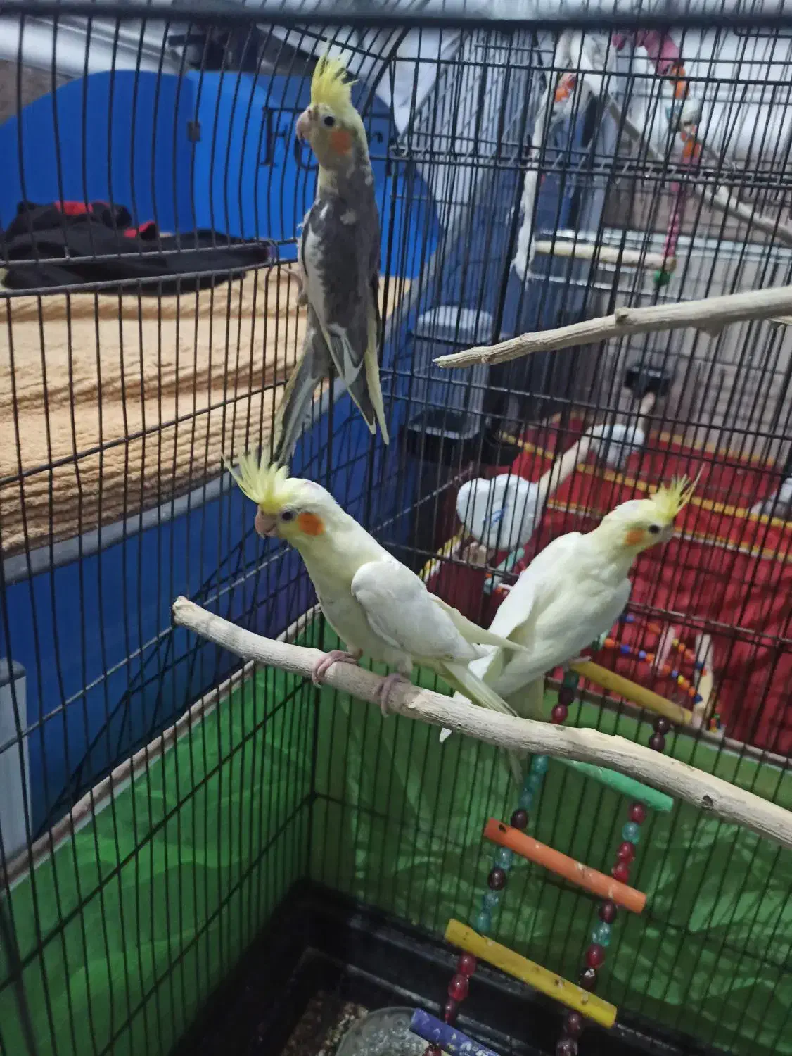 عروس هلندی|پرنده|سوسنگرد, |دیوار