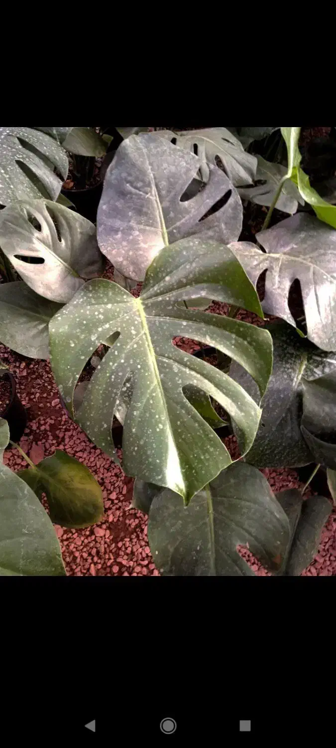 کالای منزل|کنسول، بازی ویدئویی و آنلاین|بروجرد, |دیوار