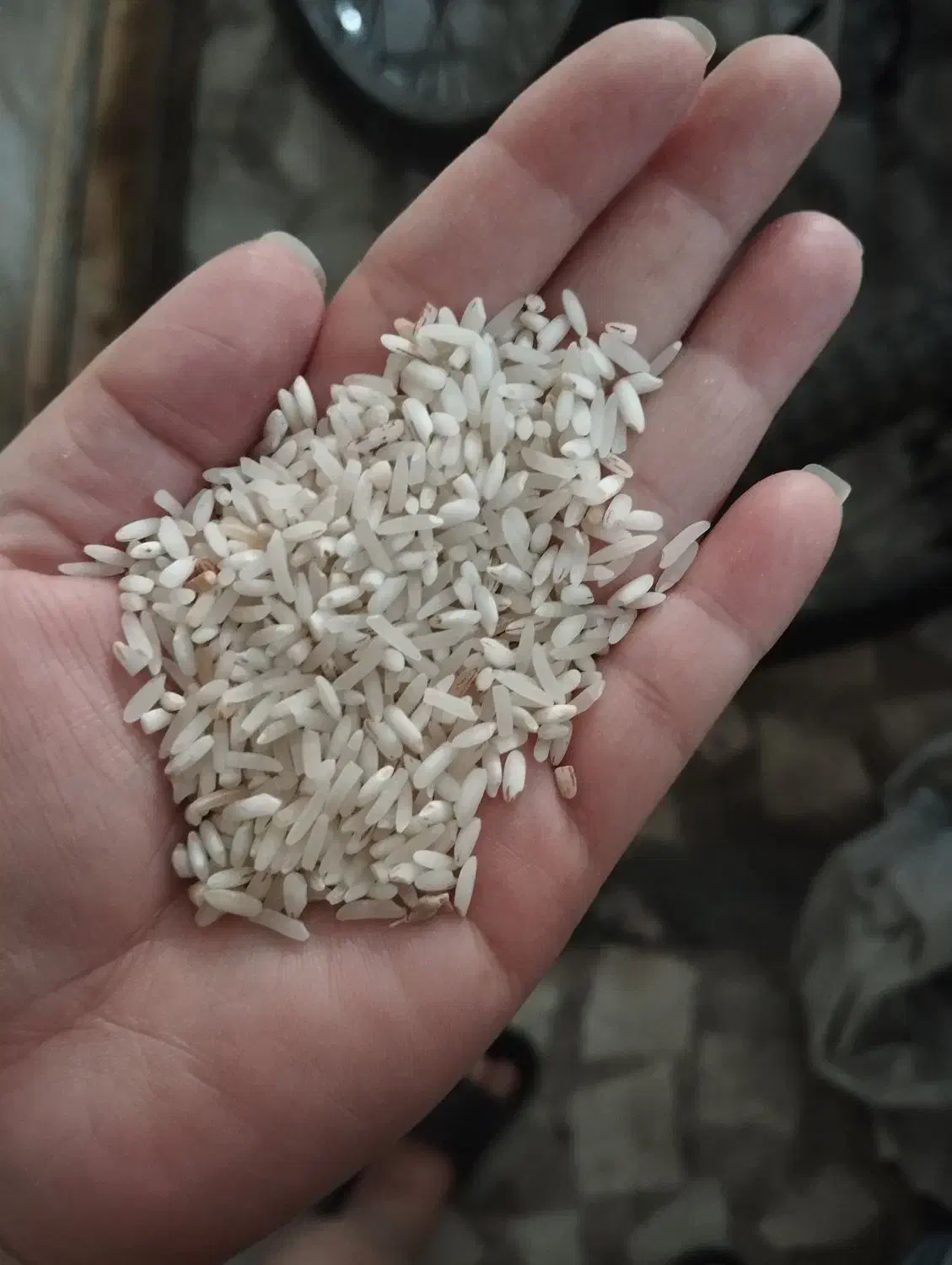 برنج قلوه|خوردنی و آشامیدنی|رشت, حمیدیان|دیوار