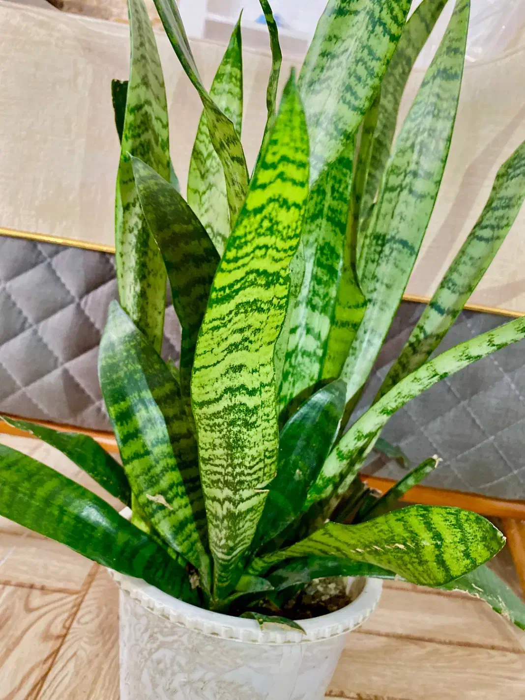 گل شمشیری|گل و گیاه طبیعی|تالش, هشتپر|دیوار