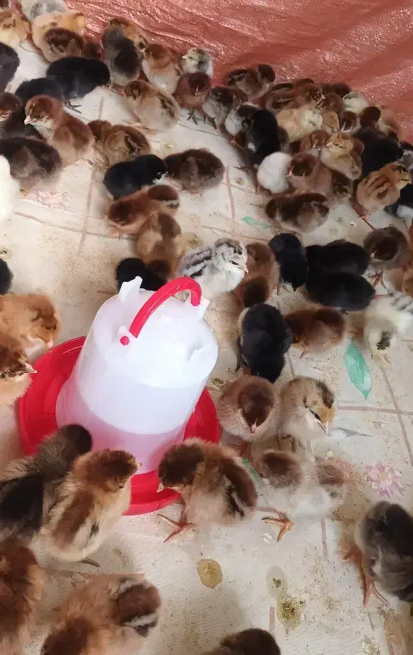 فروش جوجه محلی و مصنوعی|حیوانات مزرعه|دهدشت, |دیوار