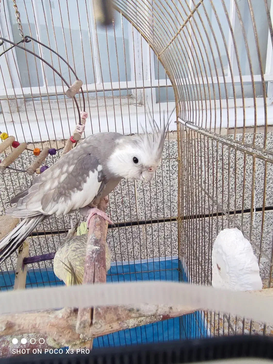 عروس هلندی مولد|پرنده|پاوه, |دیوار