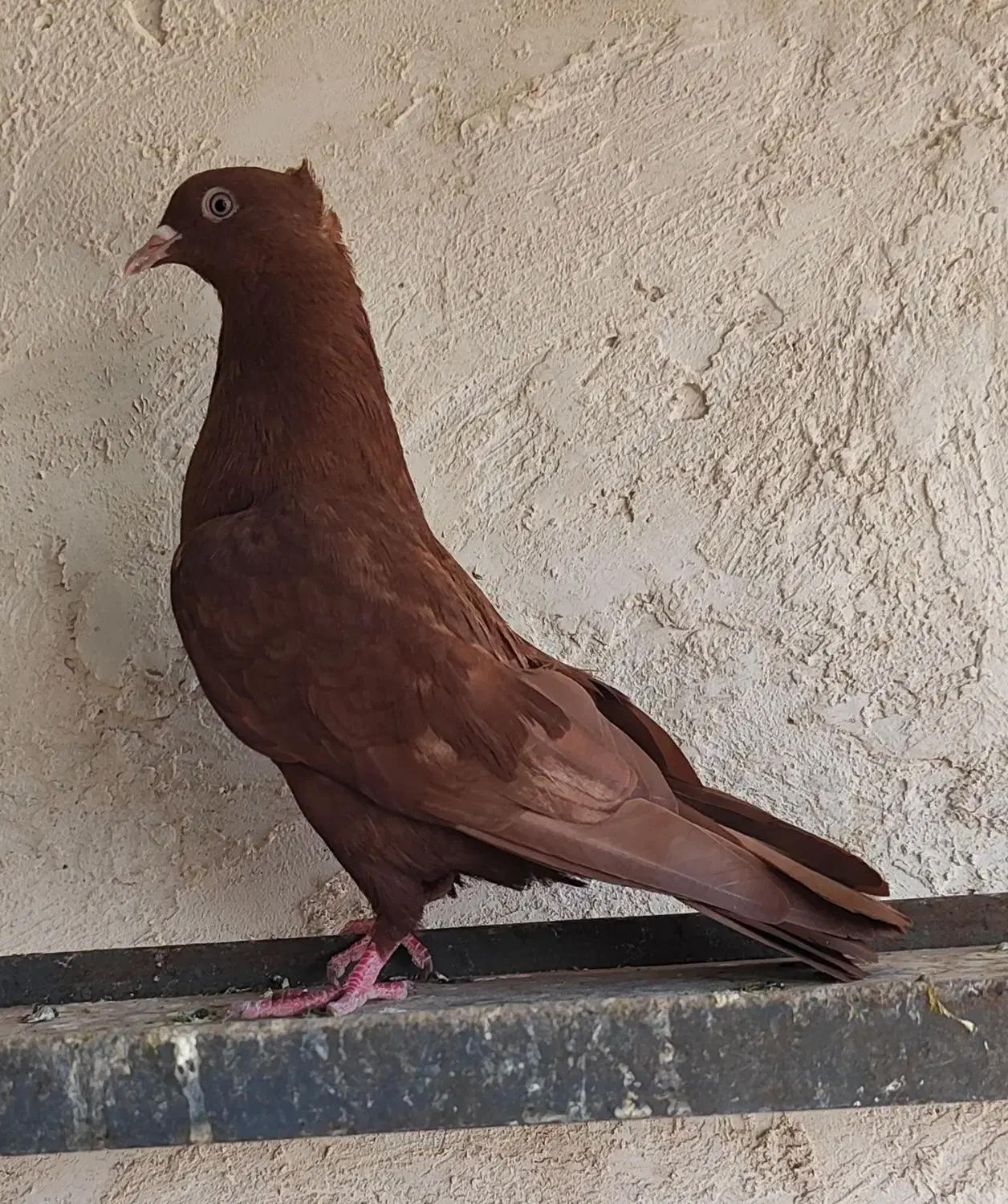 سرخ ماده|پرنده|اقبالیه, |دیوار