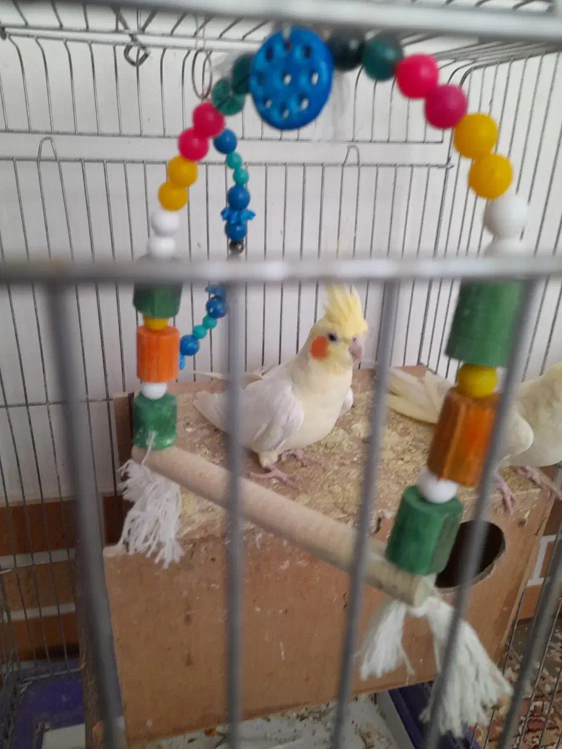 عروس هلندی|پرنده|محلات, |دیوار