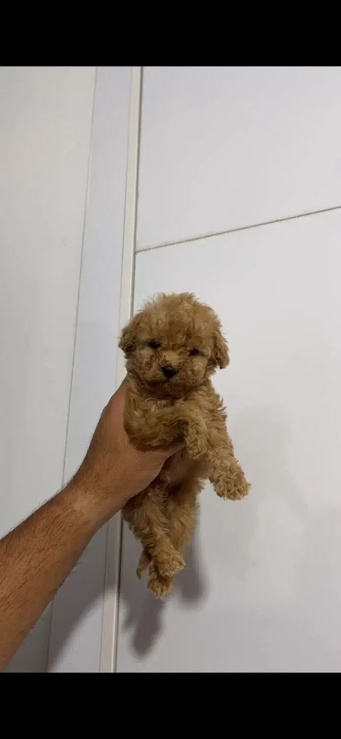 پودل سایز توی اورجینال|سگ|تهران, سعادتآباد|دیوار
