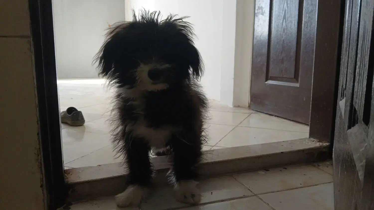 واگذاری شیتزو ماده|سگ|گلبهار, شهر جدید گلبهار|دیوار