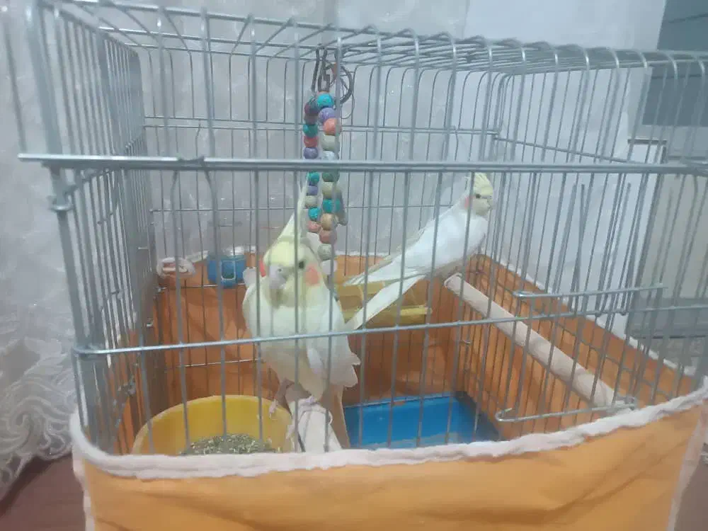 عروس هلندی|پرنده|نجفآباد, فردوسی|دیوار