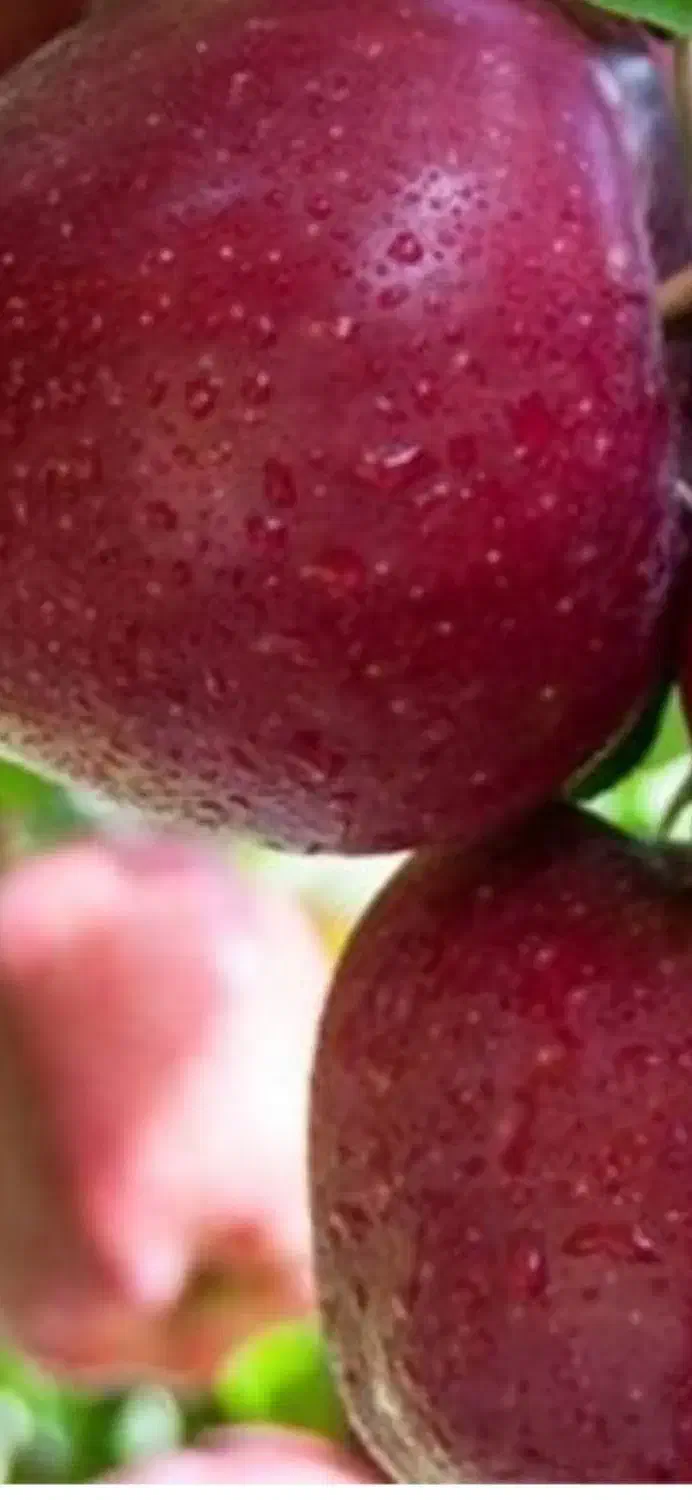 سیب درختی در جعبه های دوردیف|عمدهفروشی|هشترود, |دیوار