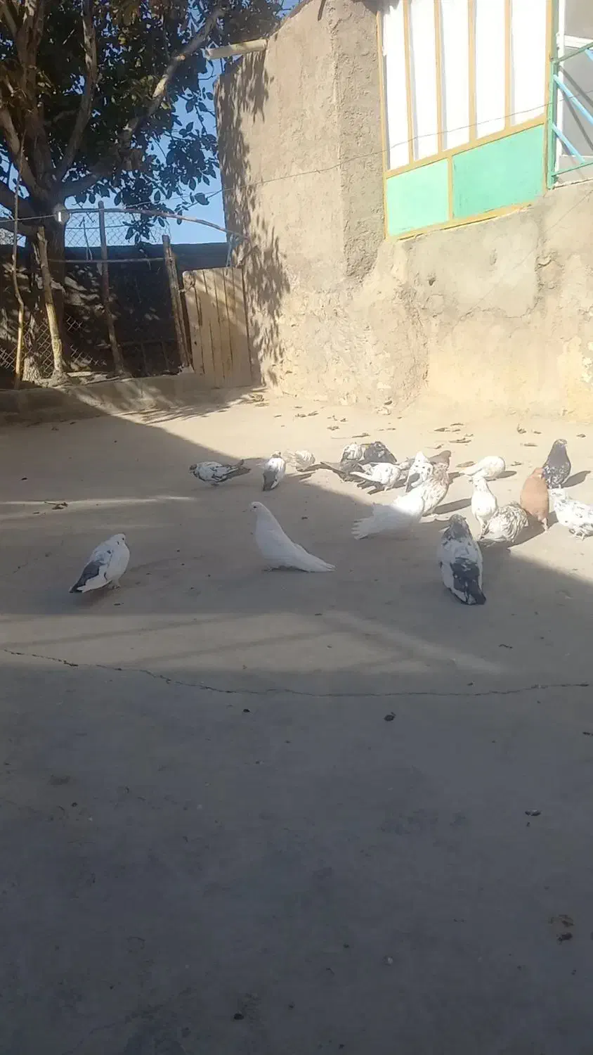 کبوتر نوک کوتاه|پرنده|خرقان, |دیوار