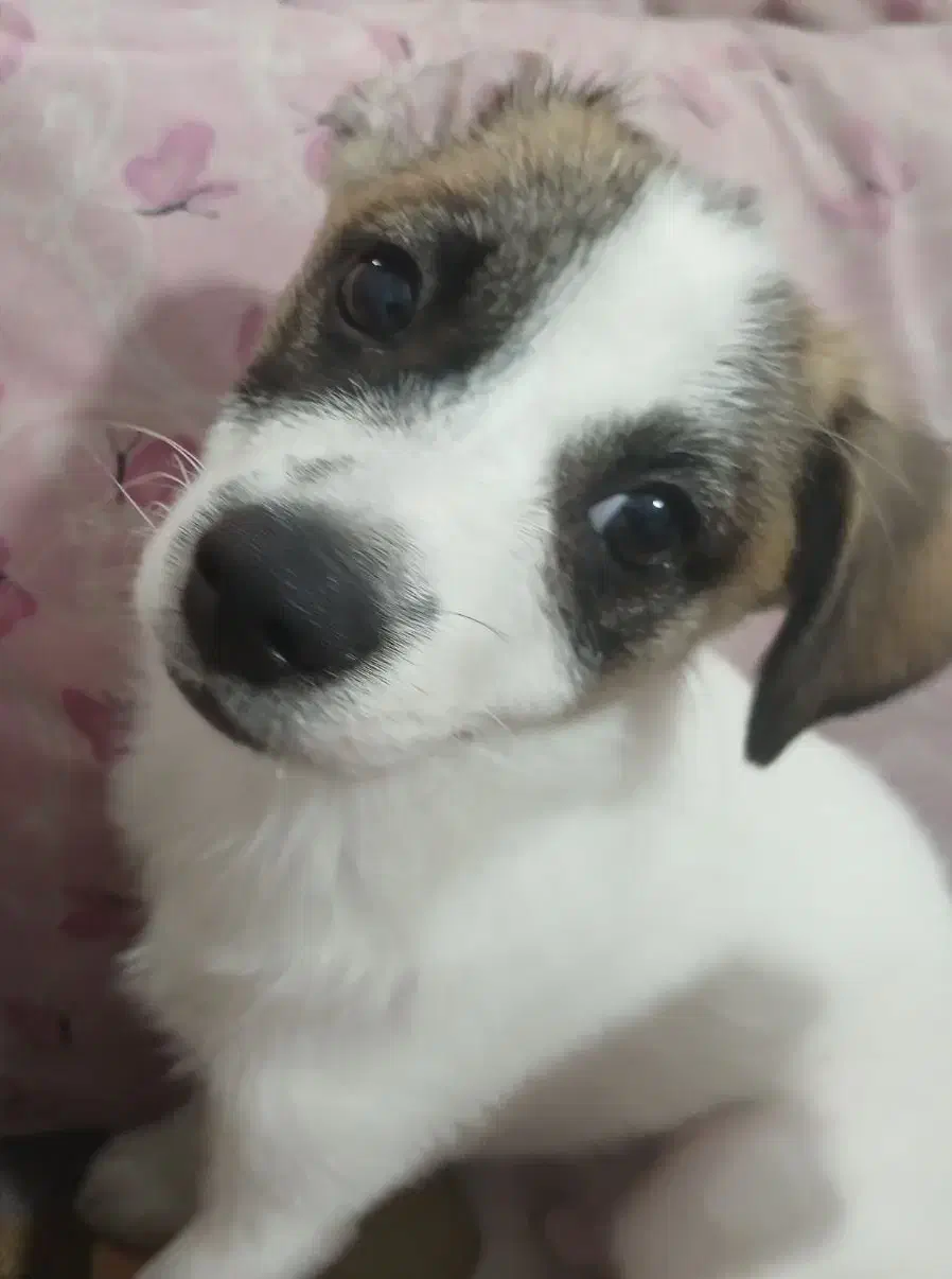 واگذاری سگ خانگی|سگ|اصفهان, بهاران|دیوار