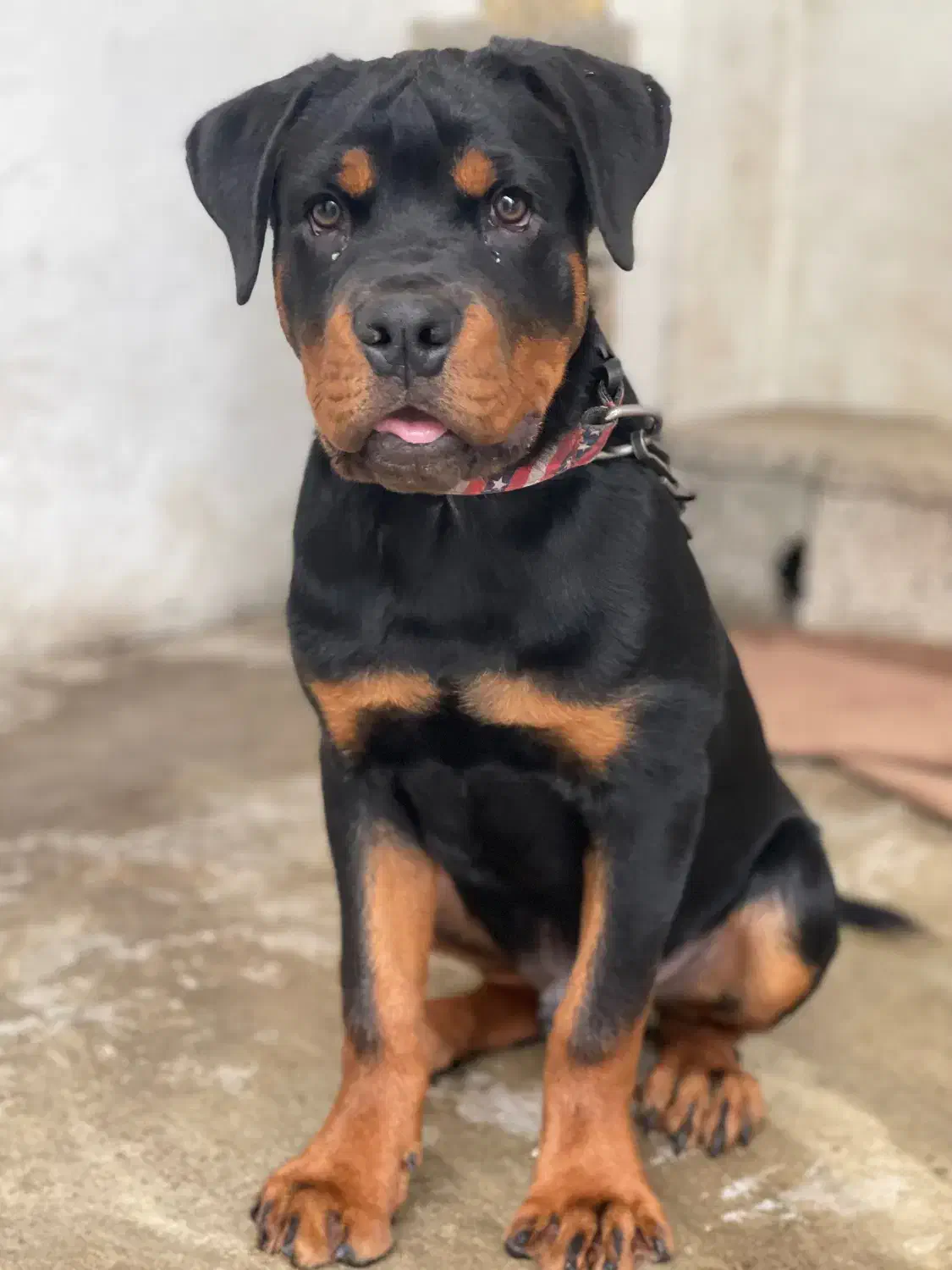 فروش سگ|سگ|کوچصفهان, |دیوار