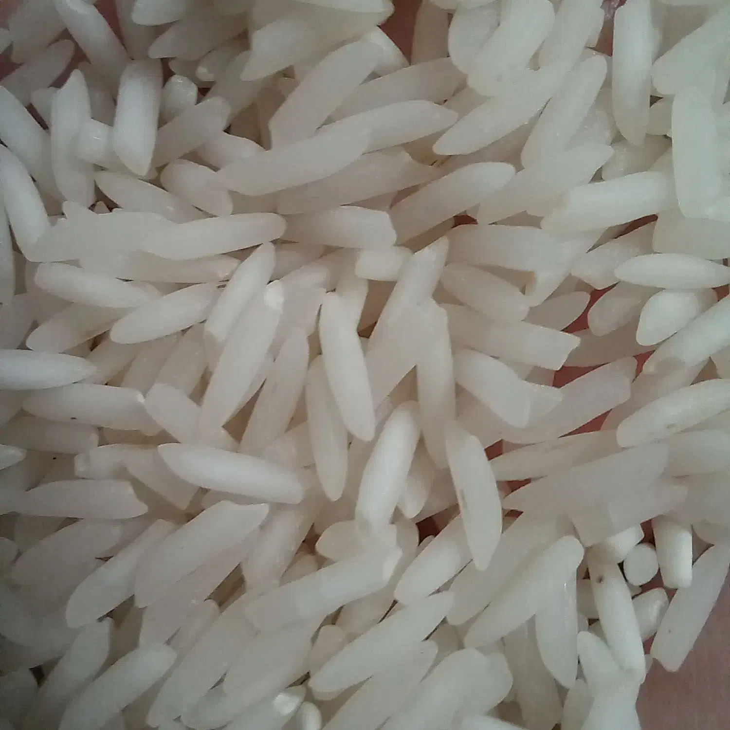 ۳۵۰ کیلو برنج شیرودی درجه یک|خوردنی و آشامیدنی|تالش, هشتپر|دیوار