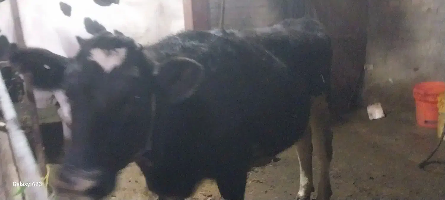 فروش ۲عدد گوساله|حیوانات مزرعه|قیدار, |دیوار