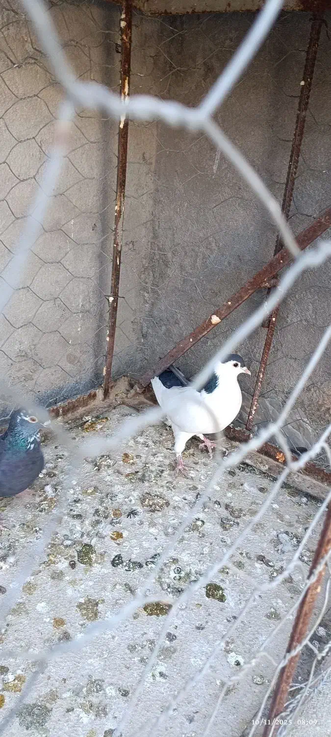 کفتر سار موشی پر خال، آلمانی|پرنده|مشهد, شهرک مهرگان|دیوار