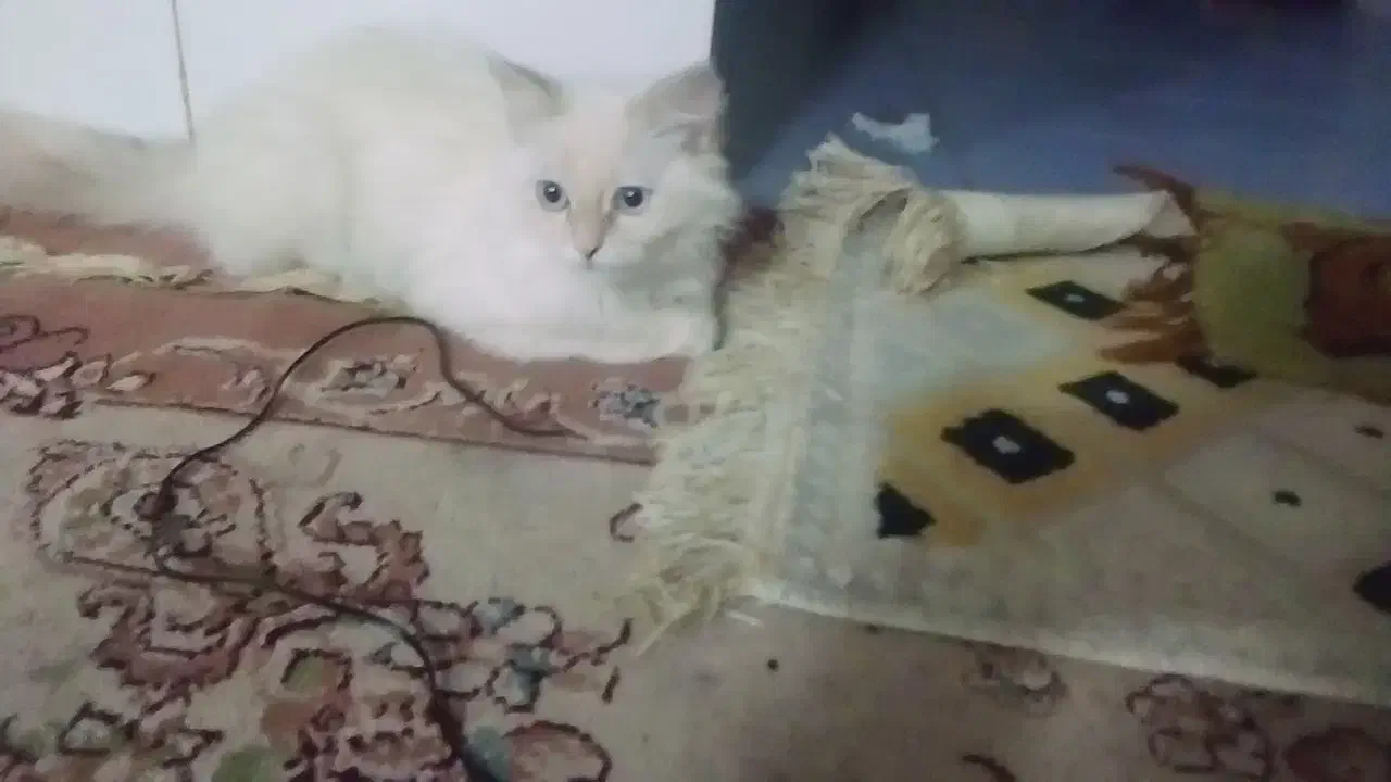 گربه ناز|گربه|مشهد, ویلاشهر|دیوار