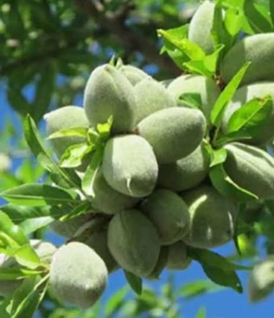 فروش عمده و جزئی گردوی چندلر و فرانیس|خدمات باغبانی و درختکاری|شیراز, صاحب الزمان|دیوار