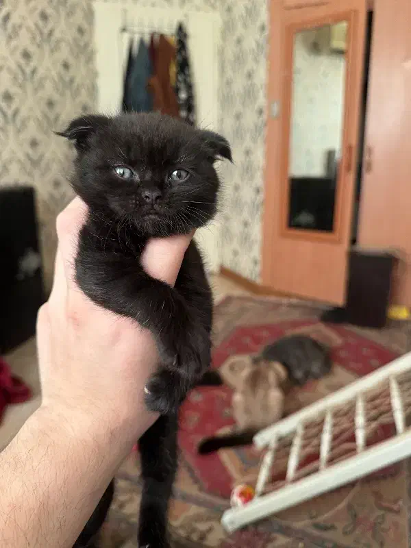 اسکاتیش بریتیش پرشین نر و ماده|گربه|اصفهان, باغ دریاچه|دیوار