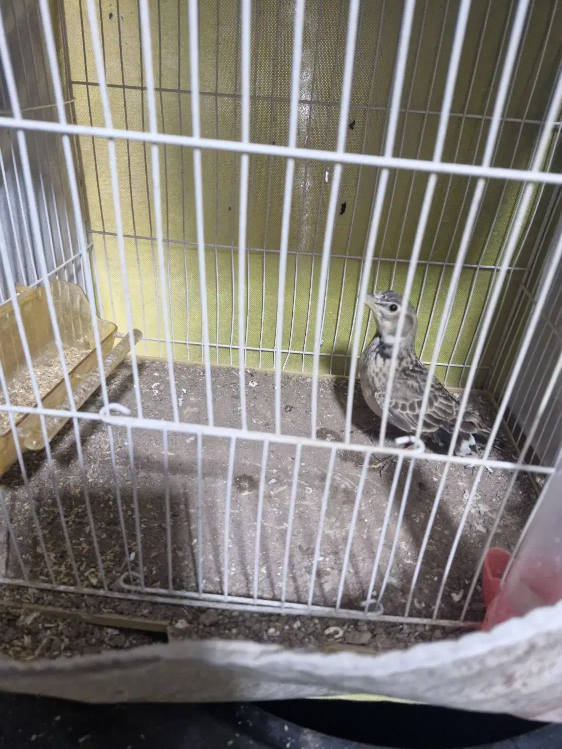 سهره خاکی قناری|پرنده|تربت جام, شهرک آزادگان|دیوار