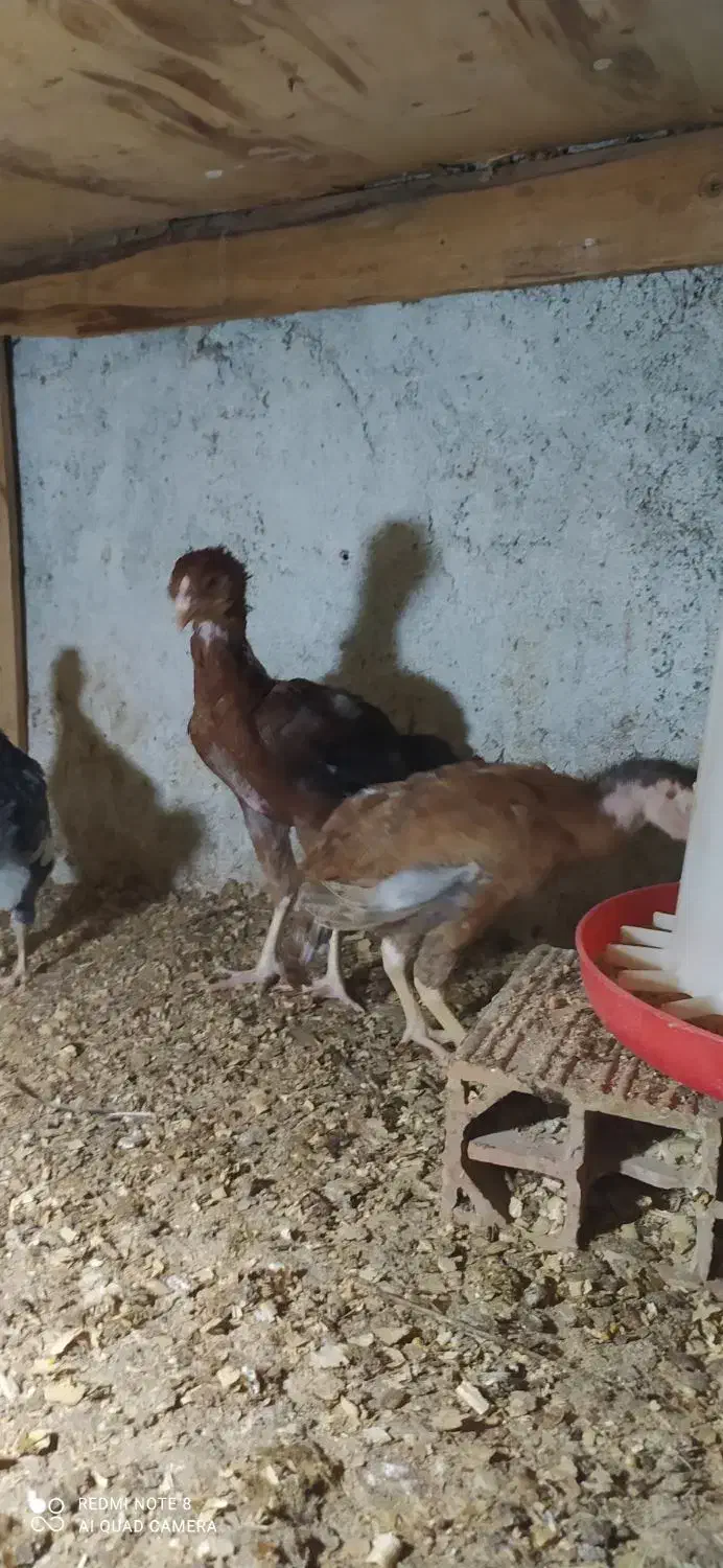 جوجه گلین وجوجه لاری|حیوانات مزرعه|انبارآلوم, |دیوار