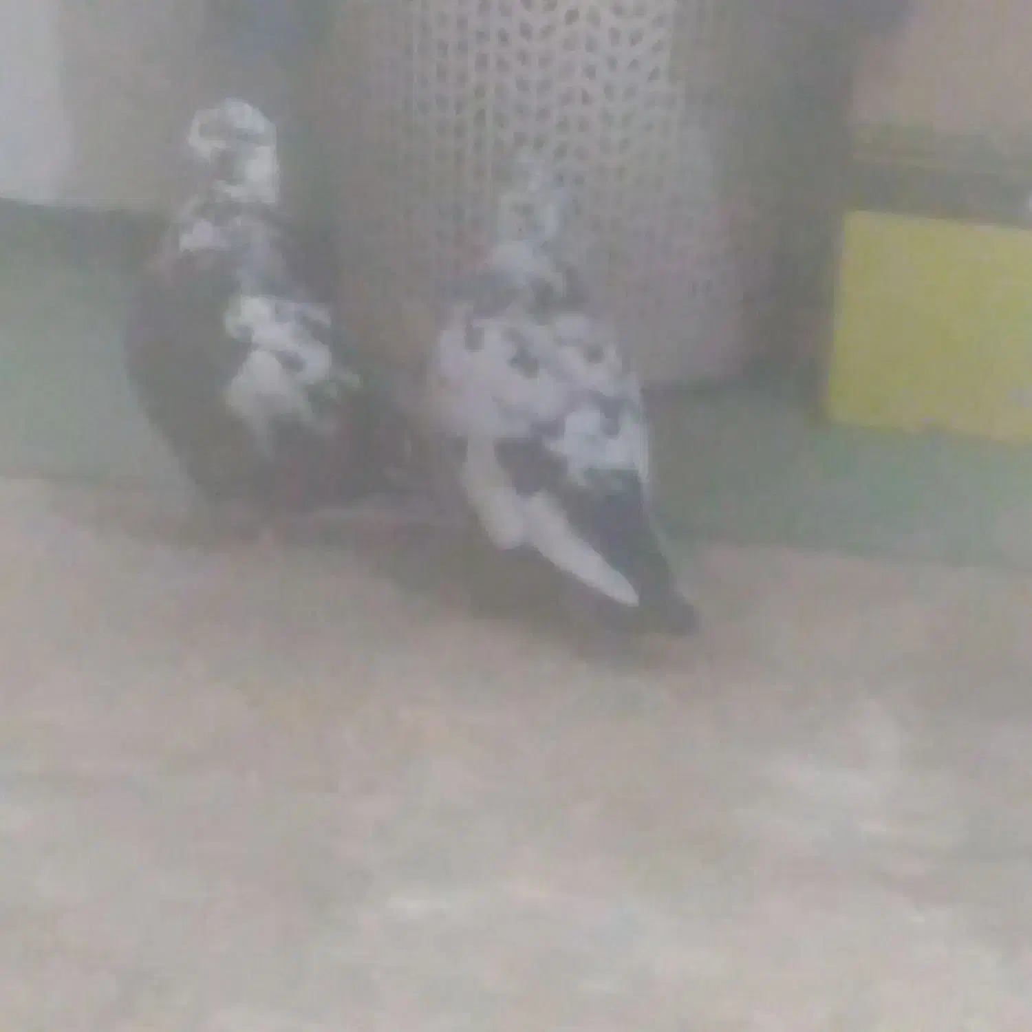 کبوترپرشی|پرنده|خمینی‌شهر, |دیوار