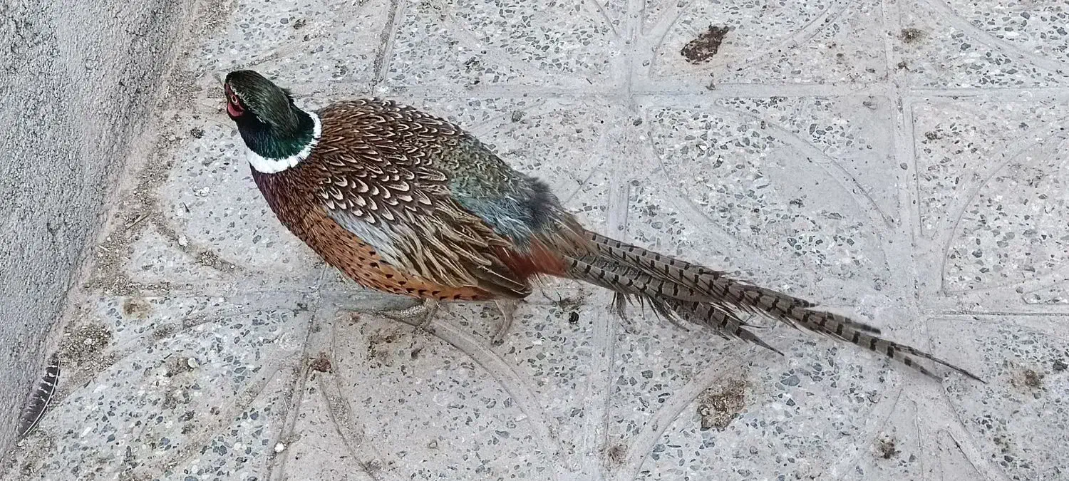 خروس آمریکایی|حیوانات مزرعه|بن, |دیوار