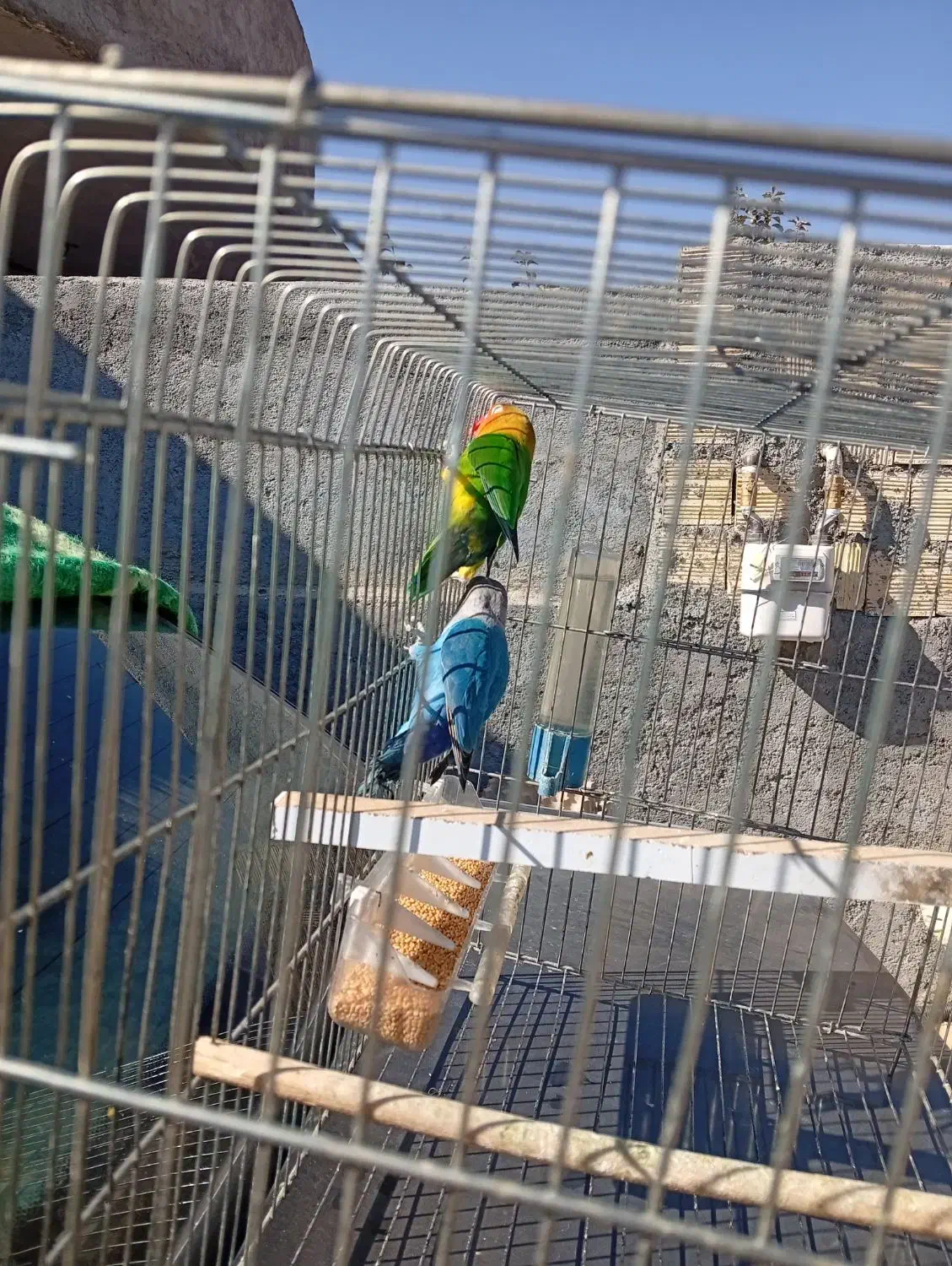 فقط دومیلیون وپانصد تومن|پرنده|یاسوج, |دیوار