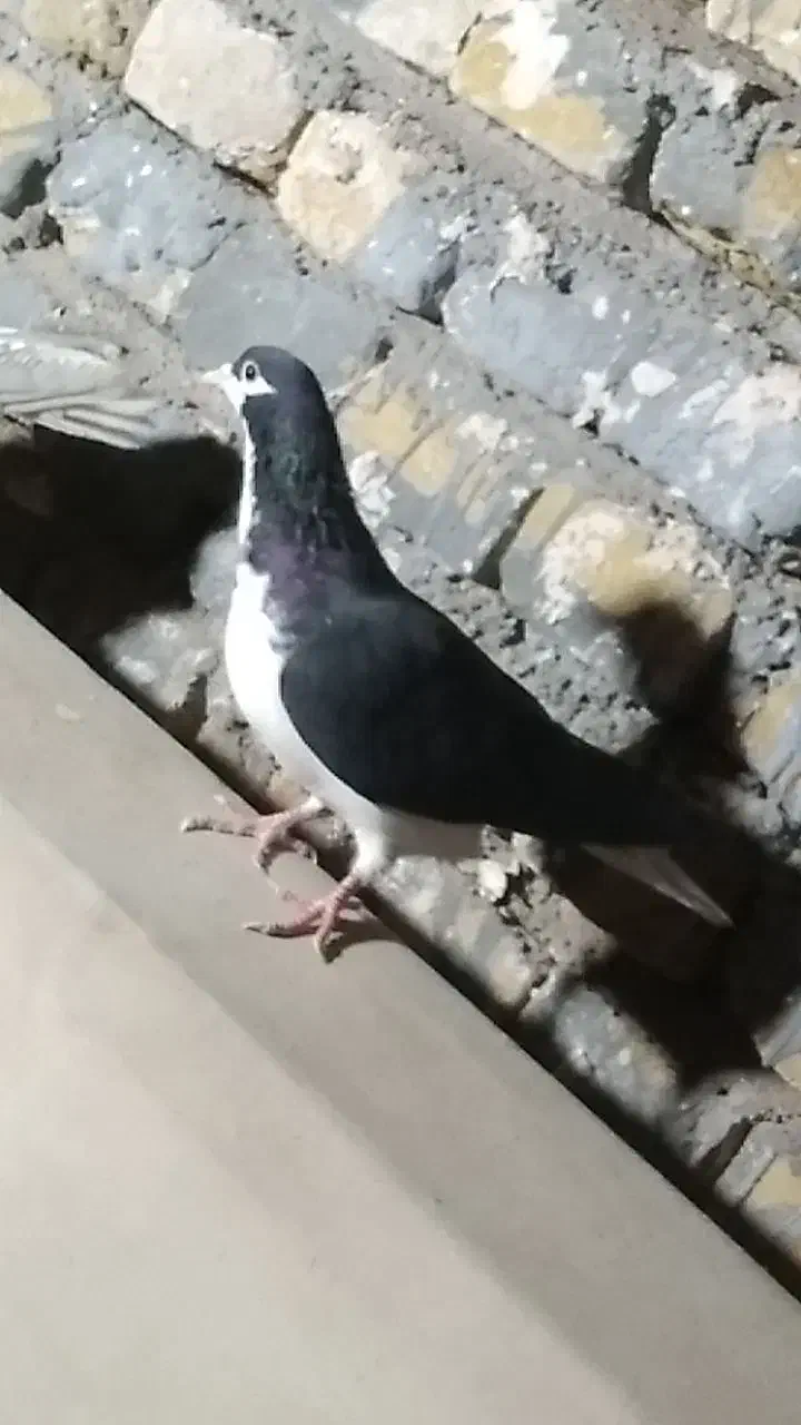 کبوتر طوقی و ساده ماده|پرنده|تربت‌حیدریه, طالقانی|دیوار