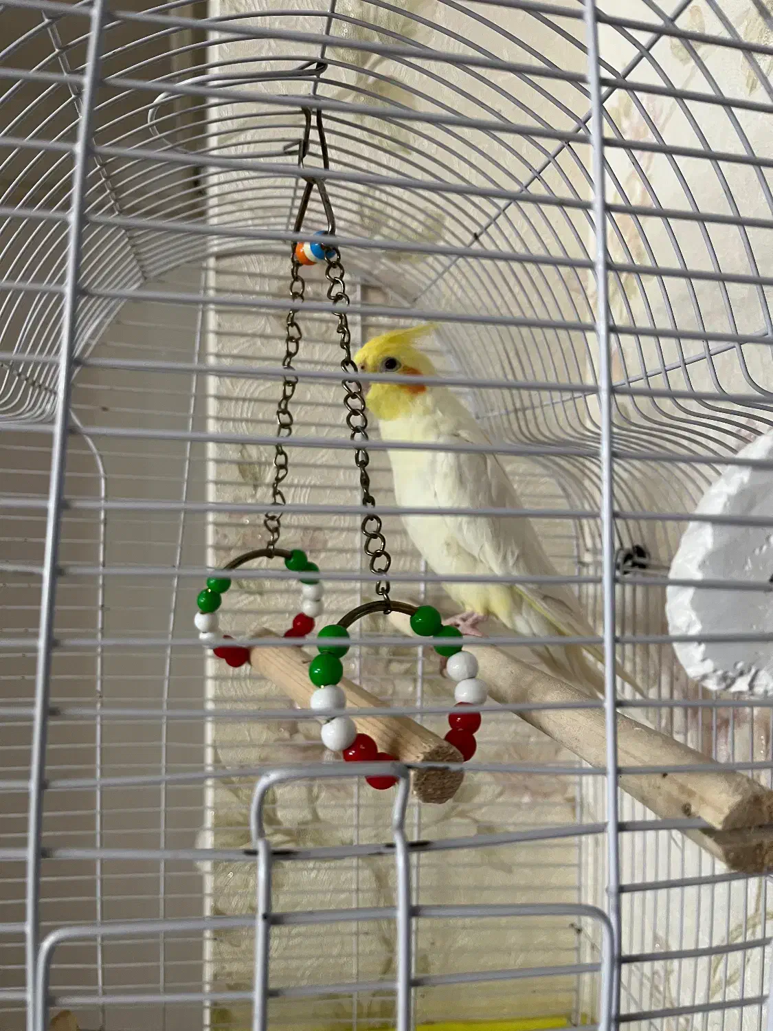 فروش عروس هلندی زیبا|پرنده|خرم‌آباد (تنکابن), |دیوار