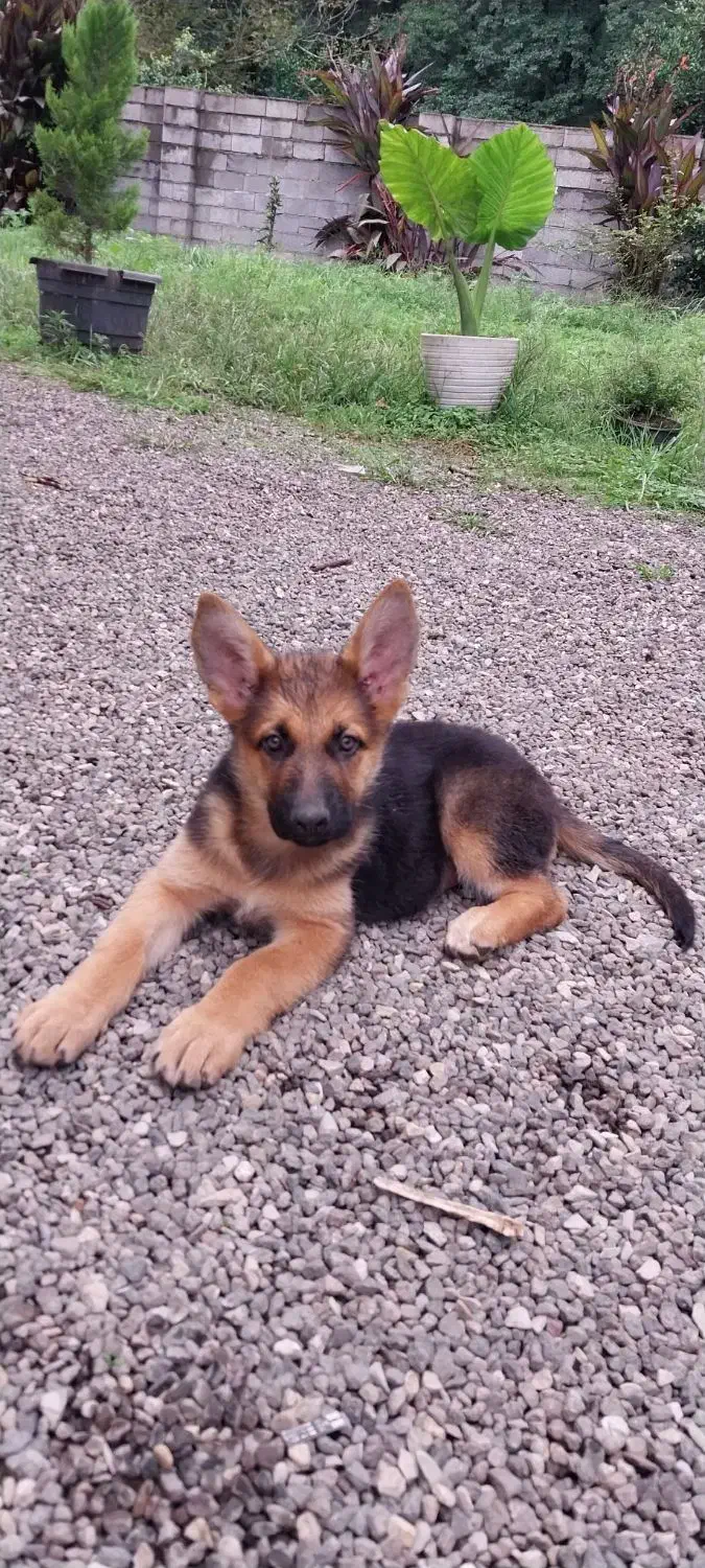 توله و سگ بالغ ژرمن شپرد اصیل و باهوش|سگ|تالش, تالش|دیوار