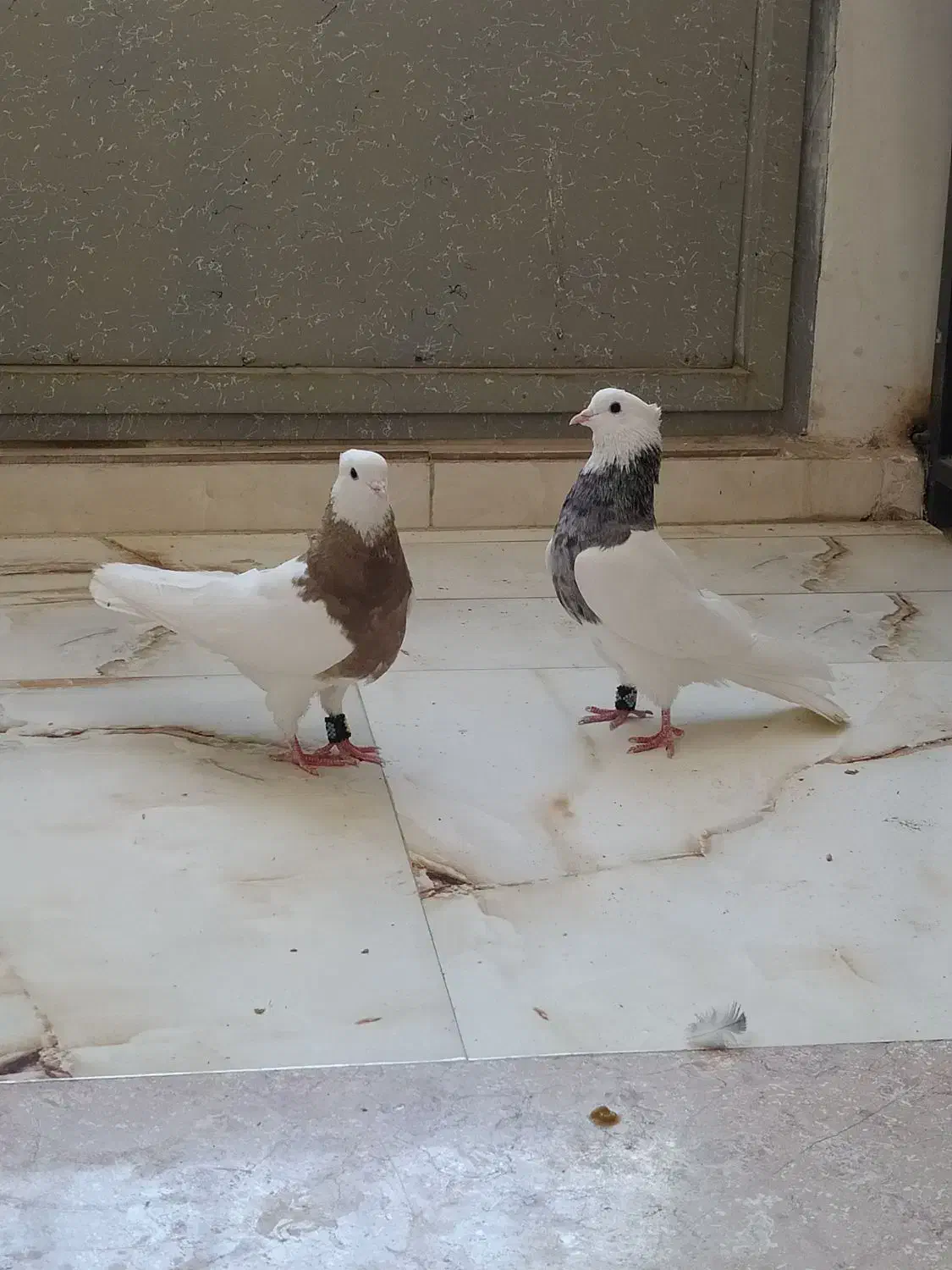 یک جفت طوقی|پرنده|ابریشم, |دیوار