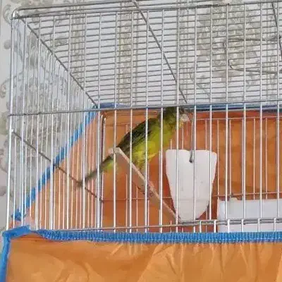 قناری نر|پرنده|قزوین, |دیوار