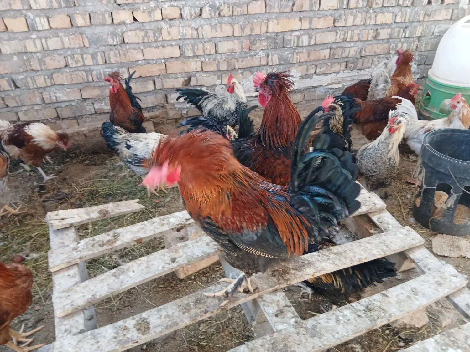 بوقلمون نر وخروس تعدادبالا فروشی|حیوانات مزرعه|کاشان, مشکات|دیوار