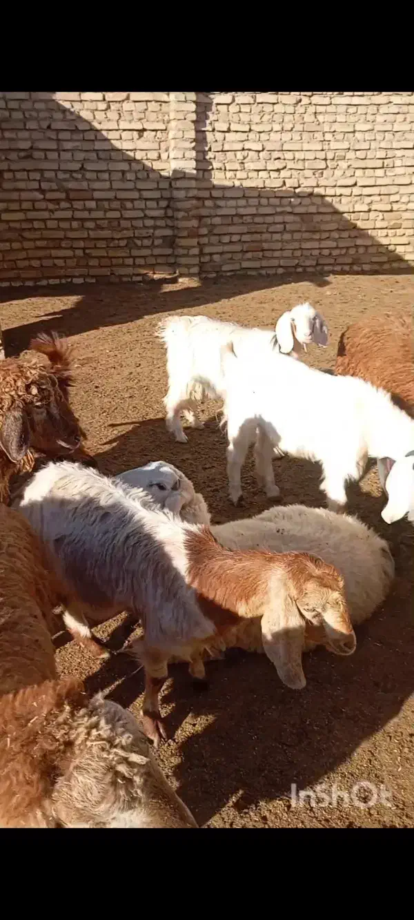 چهار عدد بزغاله سه عدد ماده یکی نر  کیلو ۲۷۰|حیوانات مزرعه|بجنورد, |دیوار