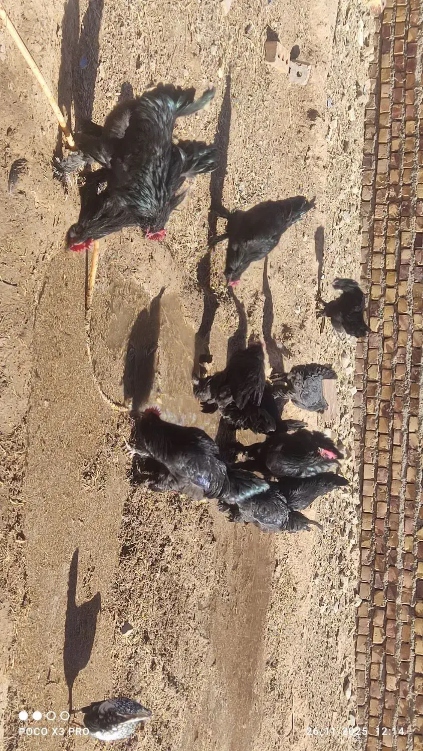 خروس جوان مرندی اصل وباکیفیت|حیوانات مزرعه|تایباد, |دیوار