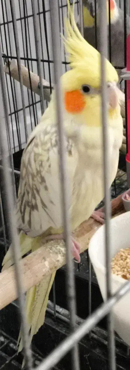 عروس هلندی مولد|پرنده|قم, پردیسان|دیوار