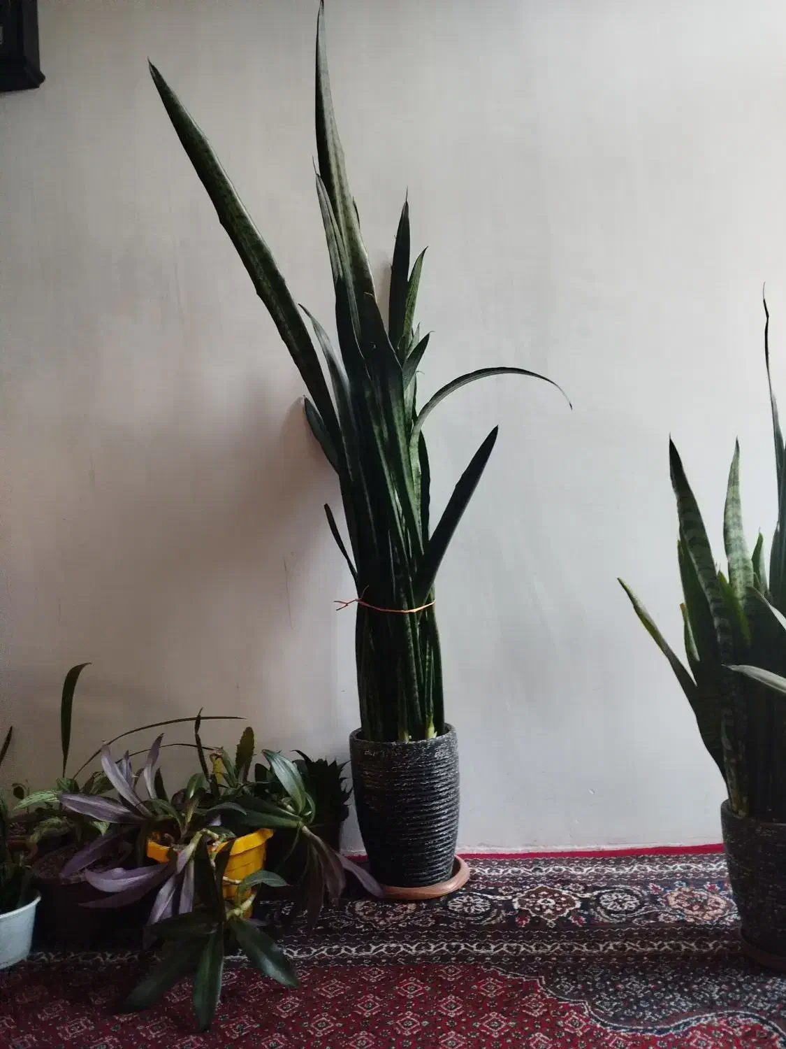 گل سانسوریا سالم وسرحال|گل و گیاه طبیعی|اردبیل, |دیوار