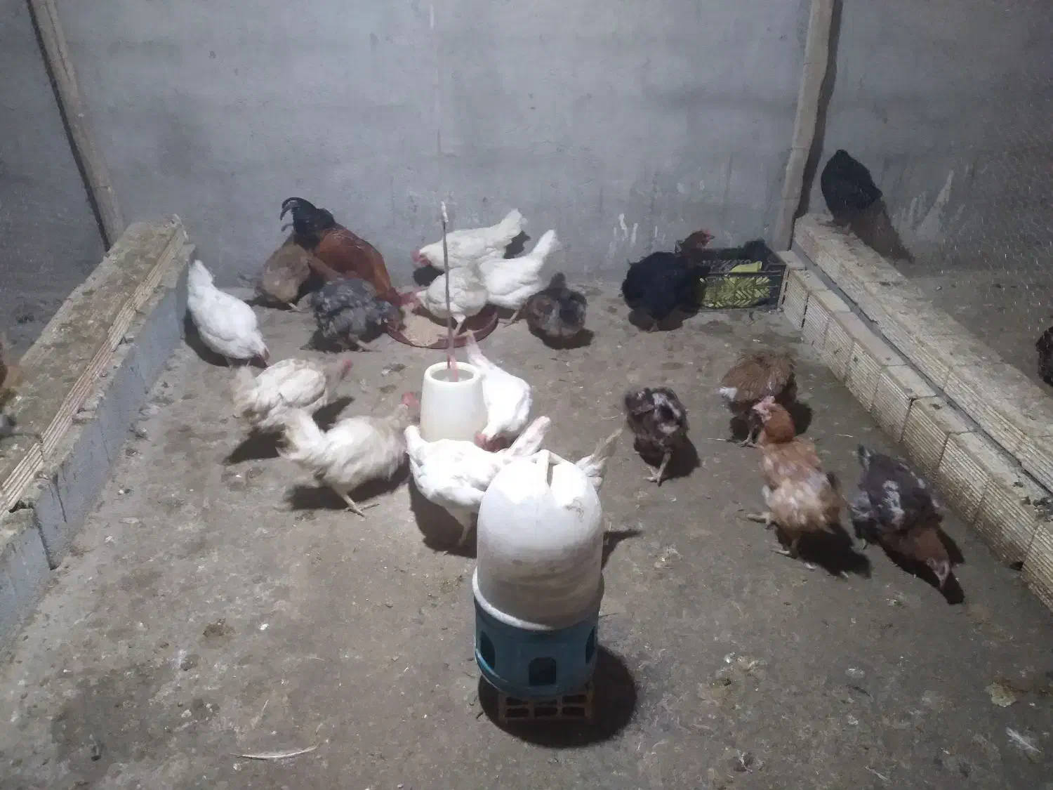 مرغ تخم گذار|حیوانات مزرعه|عسگران, |دیوار