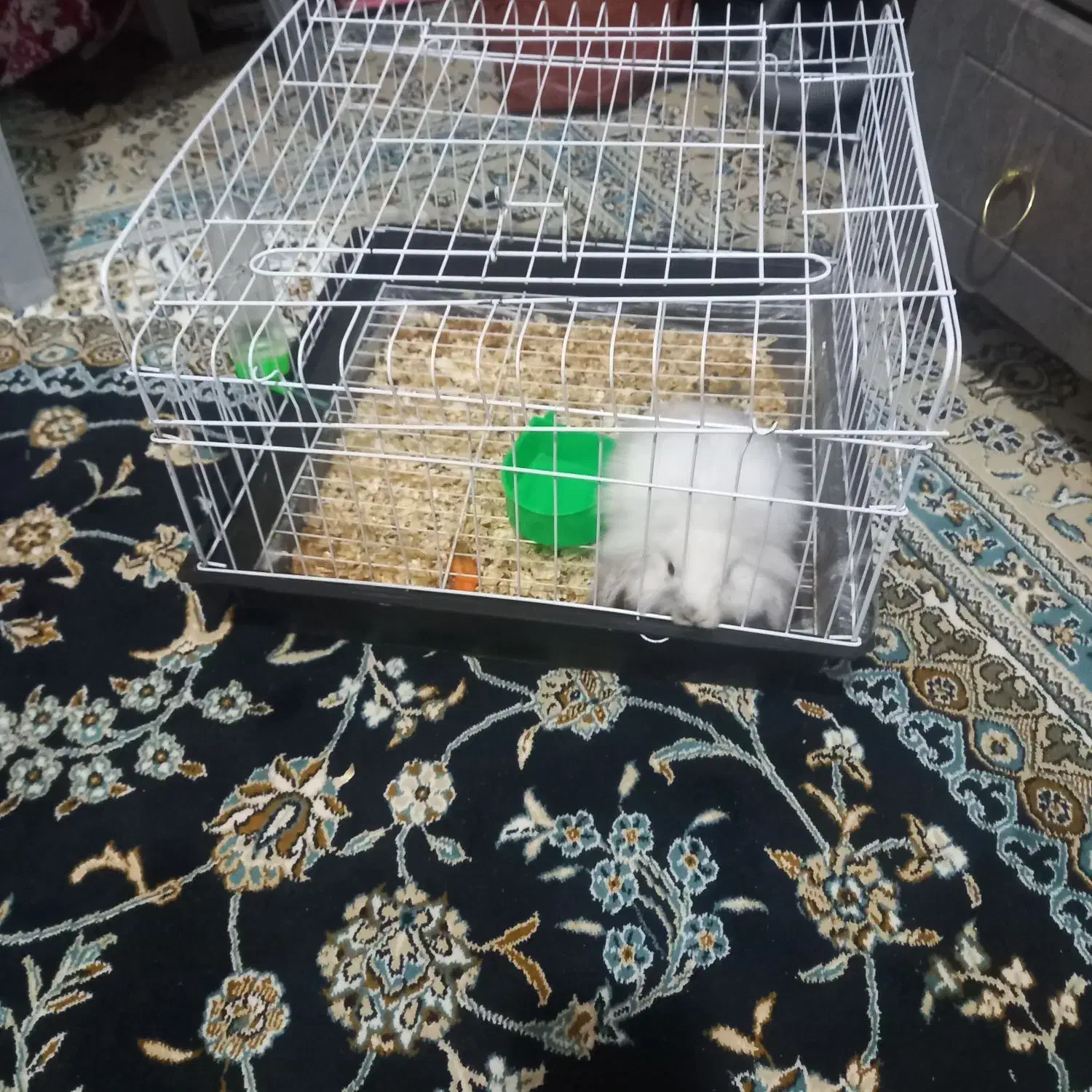 خرگوش|موش و خرگوش|مشهد, مصطفی خمینی|دیوار