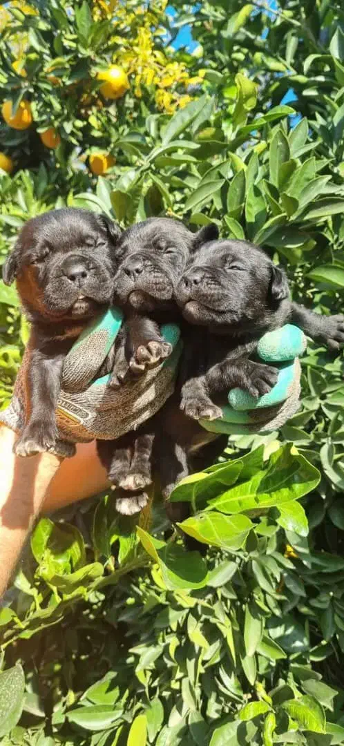 واگذاری توله کنکورسو|سگ|رشت, منظریه|دیوار