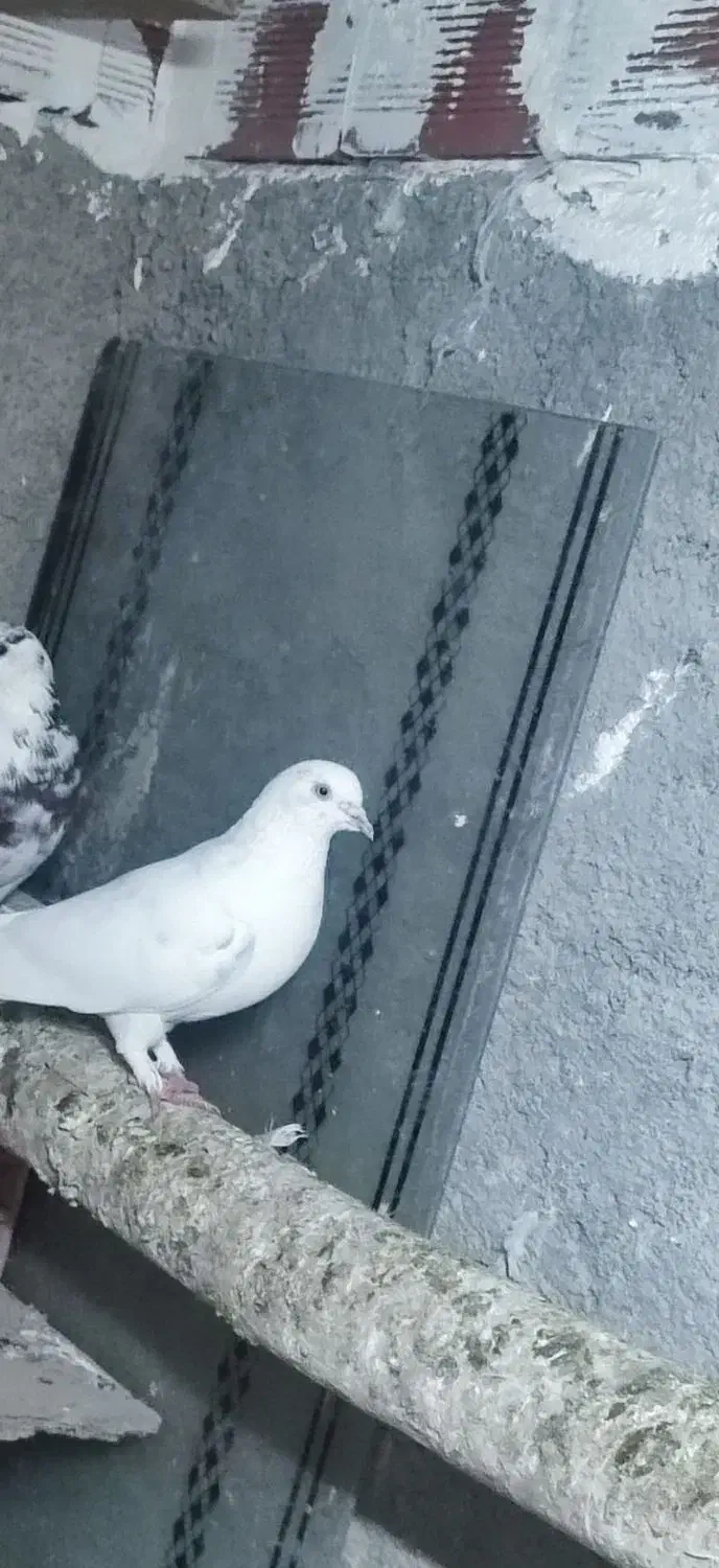 کبوتر|پرنده|اردبیل, |دیوار