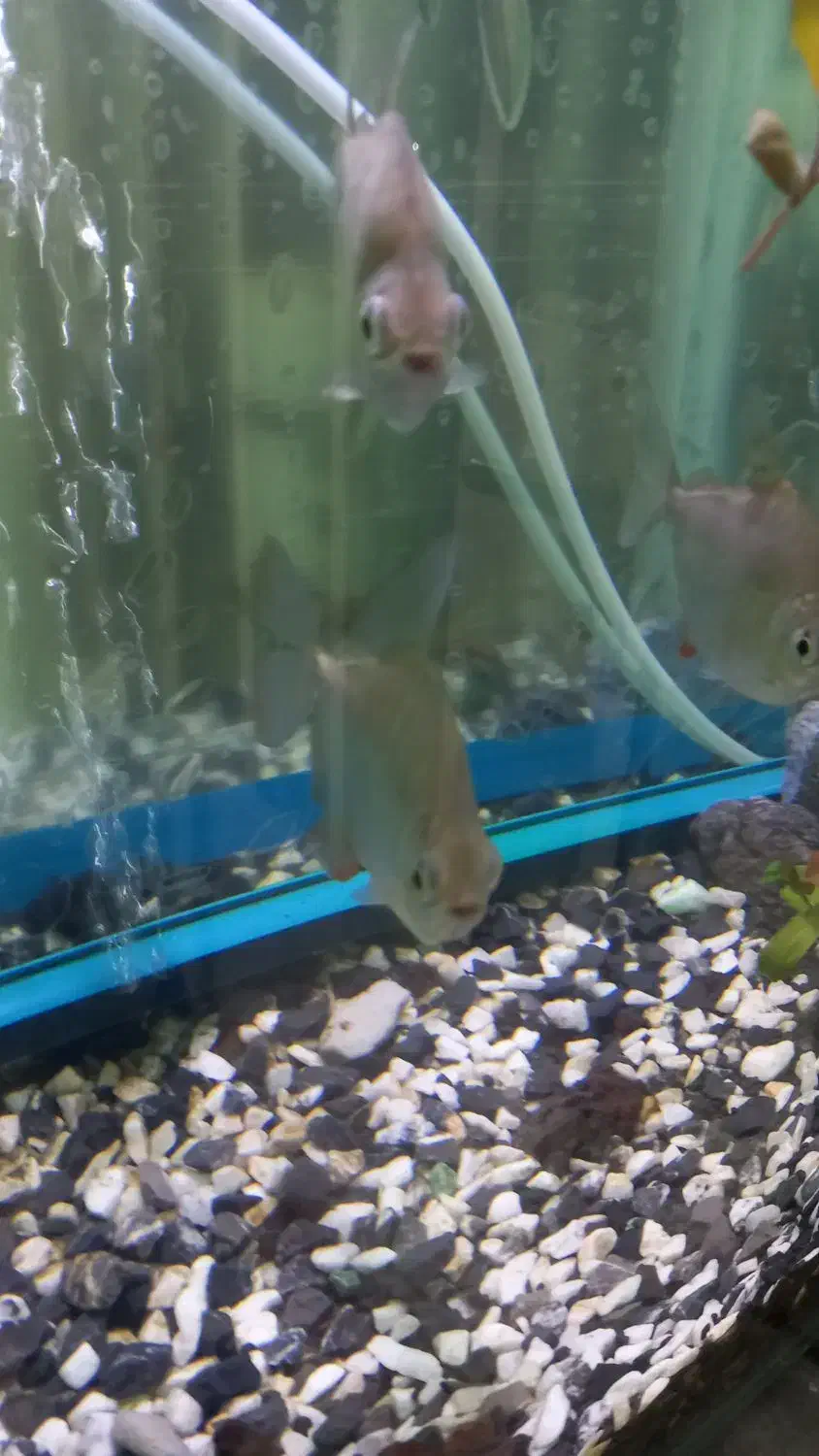 ماهی دالر|ماهی|خرم‌آباد, |دیوار