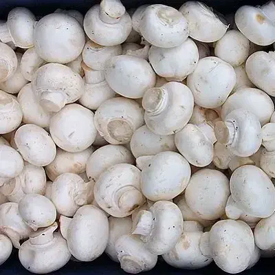 قارچ درجه یک|خوردنی و آشامیدنی|گراش, |دیوار