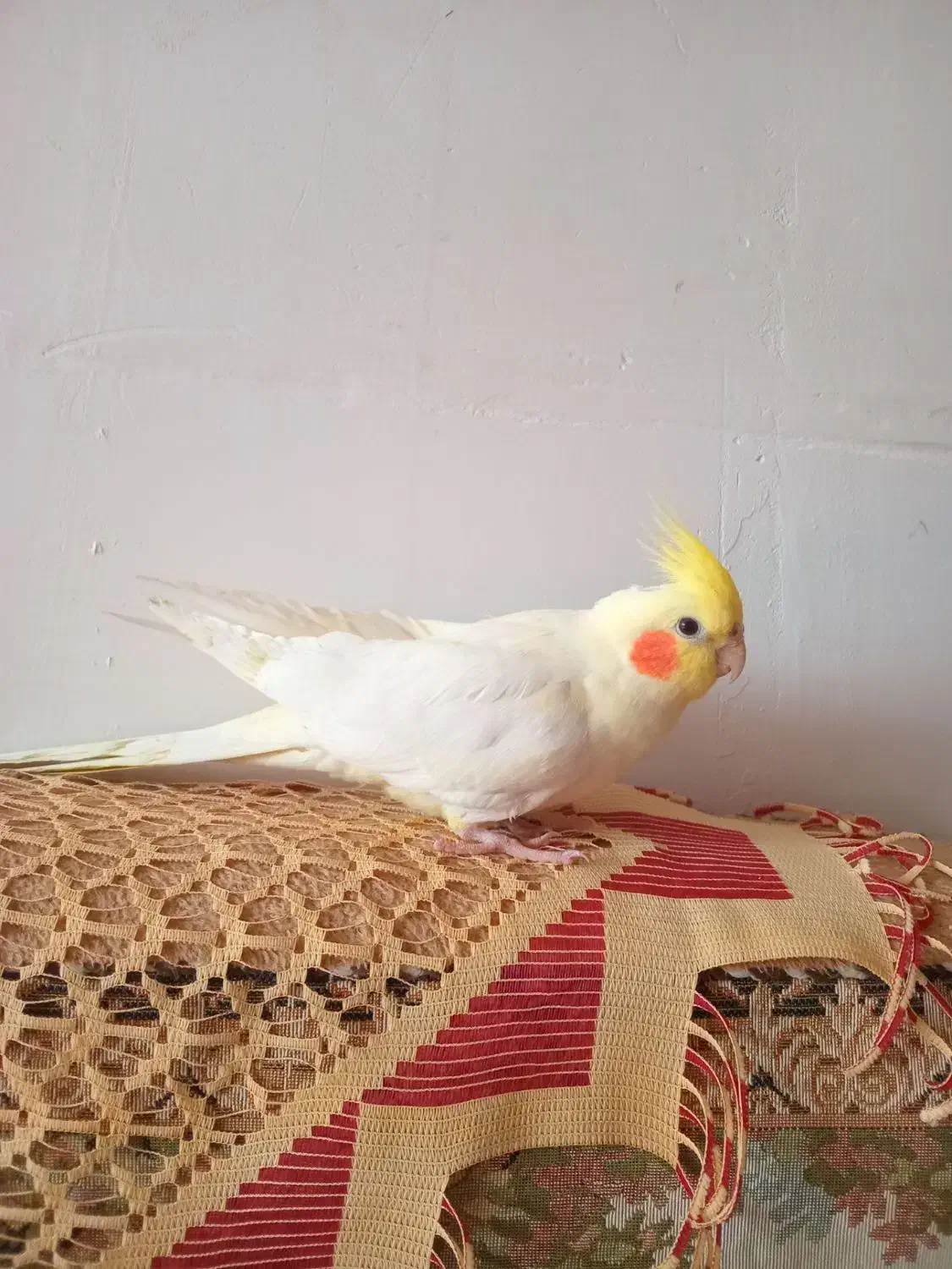 عروس هلندی لیمویی|پرنده|مرند, |دیوار