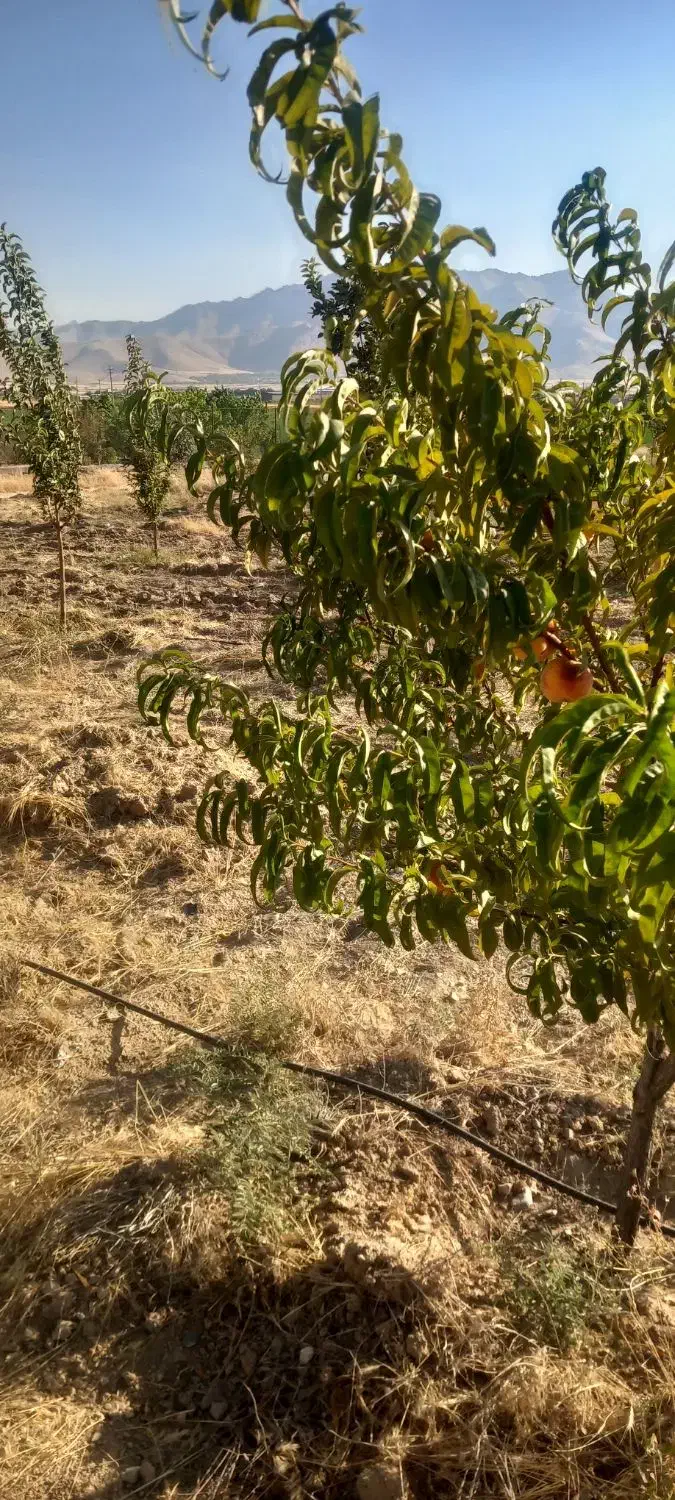 باغ|فروش دفتر صنعتی، کشاورزی، تجاری|قروه, |دیوار