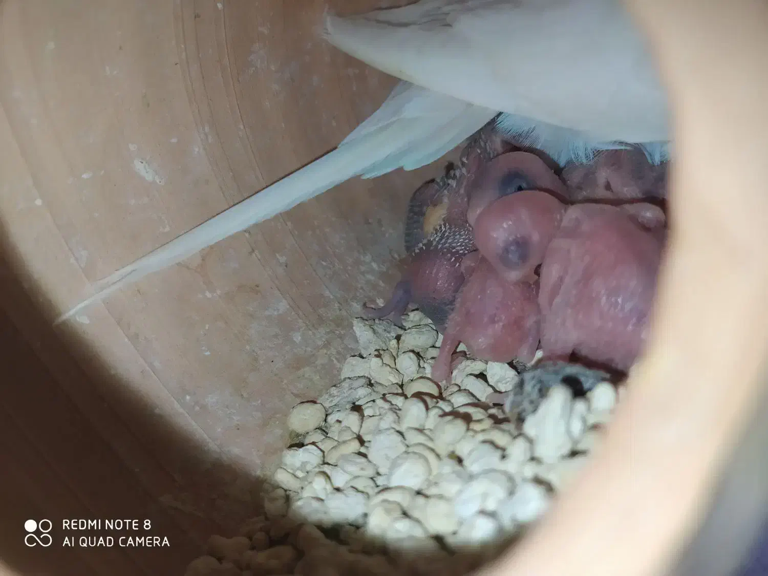 مرغ عشق و فنچ بالغ تخم جوجه ای|پرنده|ایرانشهر, |دیوار