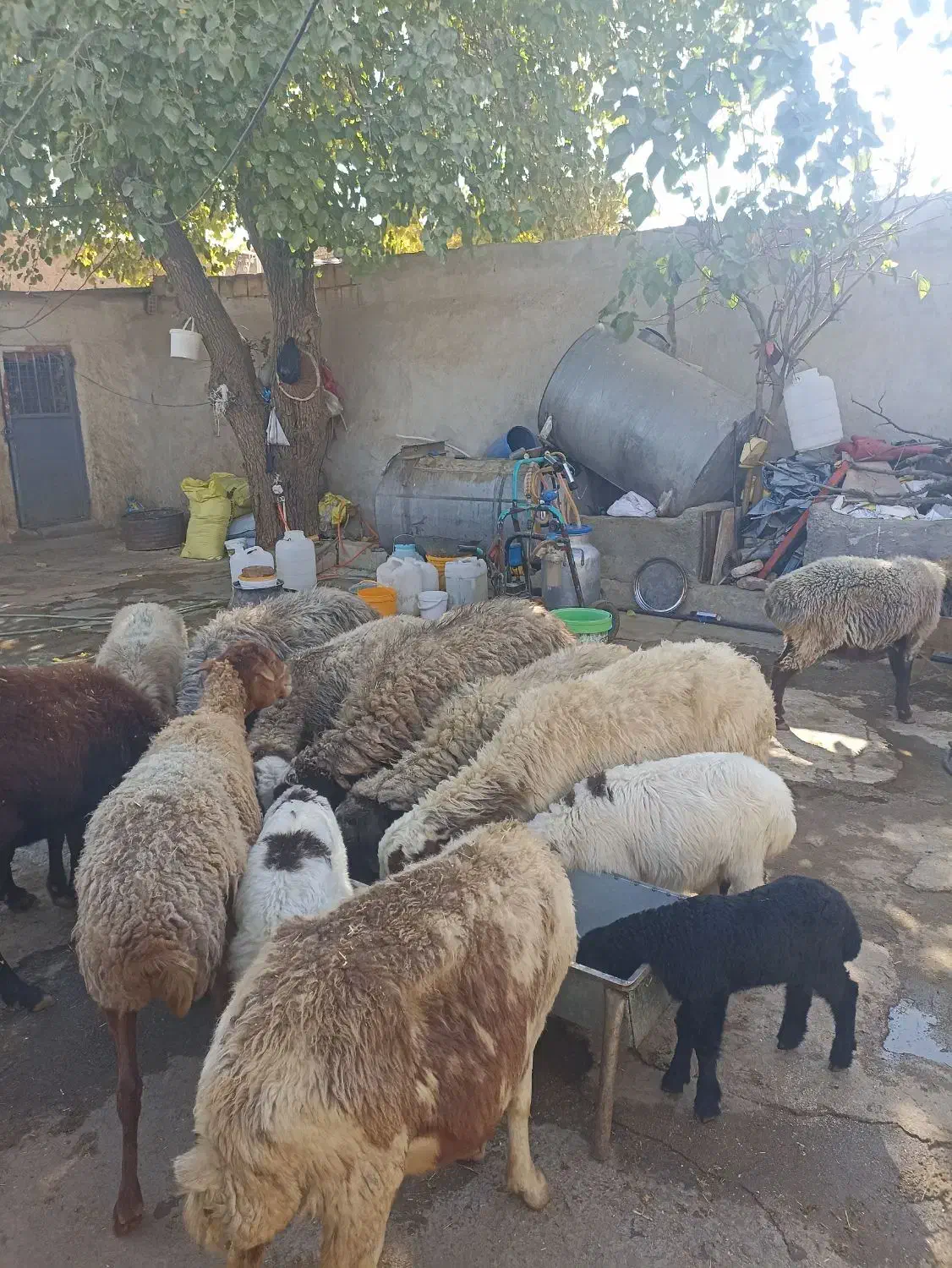 گوسفند(میش وبره)درخرم آباد|حیوانات مزرعه|کوهدشت, |دیوار