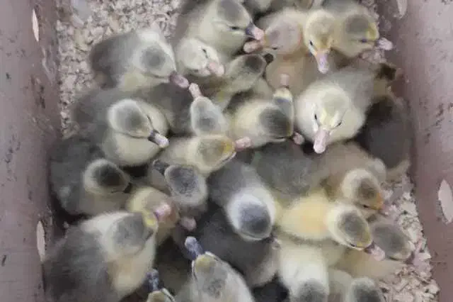 غاز،بوقلمون،مرغ،تخم نطفه دار،دستگاه جوجه کشی|حیوانات مزرعه|تهران, مشیریه|دیوار