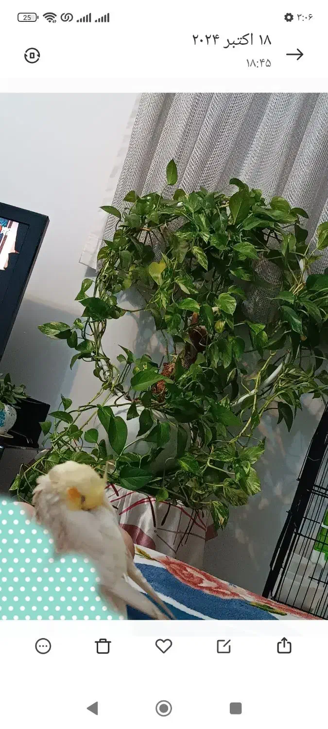 گلدان پتوس سبز و ابلق|گل و گیاه طبیعی|شیراز, فاضل|دیوار