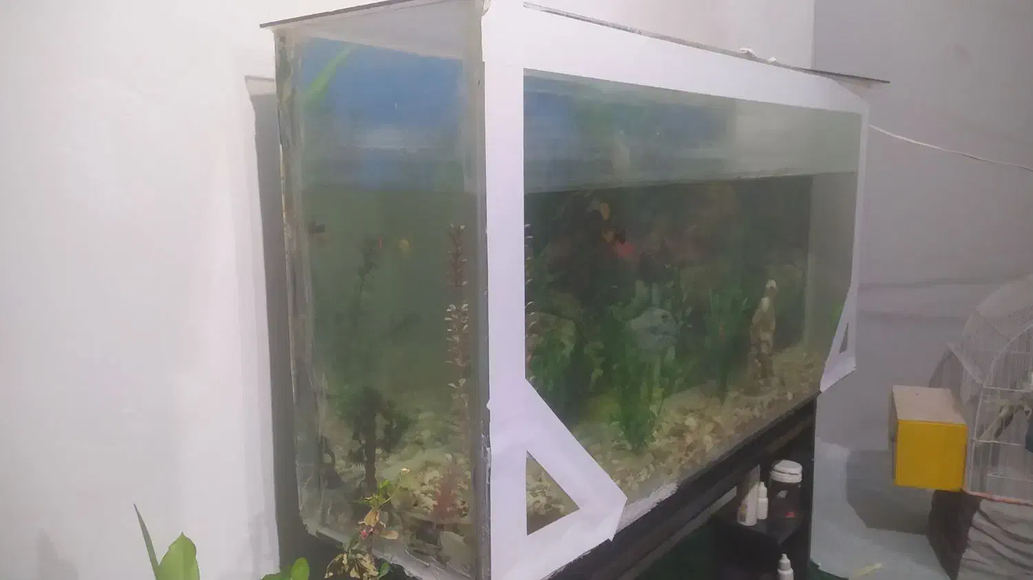 اکواریوم|ماهی|نقده, |دیوار